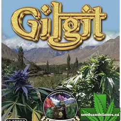 Gilgit Green Regular Seeds
