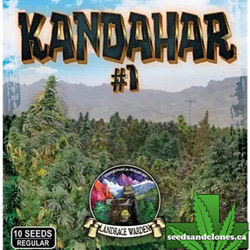 Kandahar Arghandab #1 Seeds