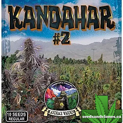 Kandahar Arghandab #2 Seeds