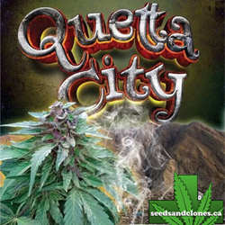 Quetta City Regular Seeds