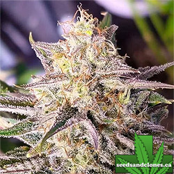 Microverse Morsels Auto Seeds