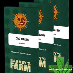 OG Kush Seeds