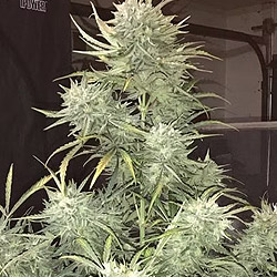 Strong Stuff Auto Seeds