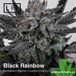 Black Rainbow Seeds
