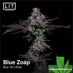 Blue Zoap Seeds