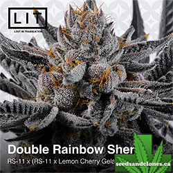 Double Rainbow Sherb Seeds