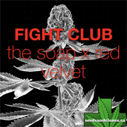 Fight Club Seeds
