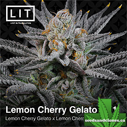 Lemon Cherry Gelato Seeds