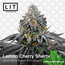 Lemon Cherry Sherbert Seeds
