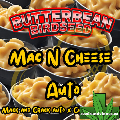 Mac N Cheese Auto Seeds