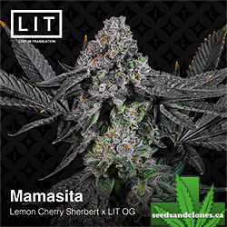 Mamasita Seeds