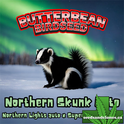Northern Skunk Auto Seeds