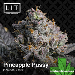 Pineapple Pussy Seeds