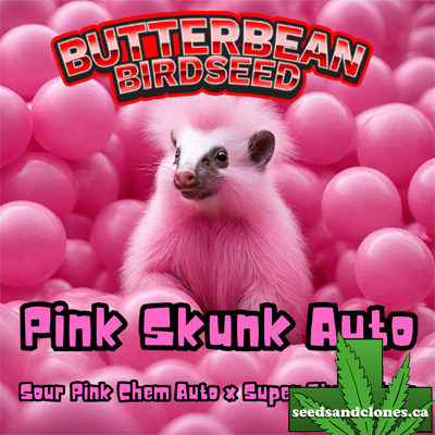 Pink Skunk Auto Seeds