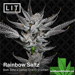 Rainbow Saltz Seeds