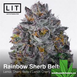 Rainbow Sherb Belts Seeds
