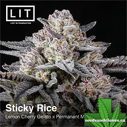 Sticky Rice Seeds