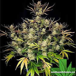 Apple Strudel Auto Seeds