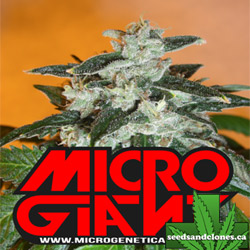 Auto MicroGiant Seeds