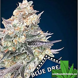 Blue Dream Fast Seeds