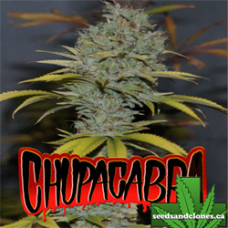 Chupacabra Seeds