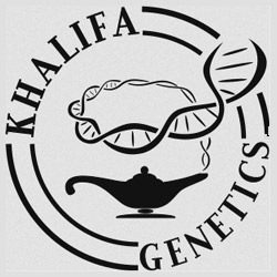 Khalifa Genetics Seeds