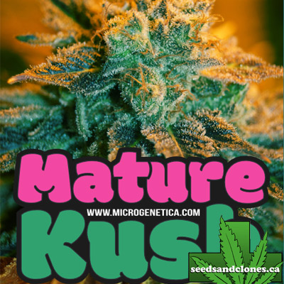 Mature Kush Seeds