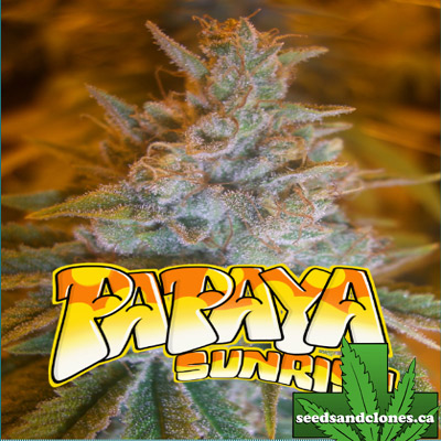 Papaya Sunrise Seeds | Buy Papaya Sunrise Feminized Seeds