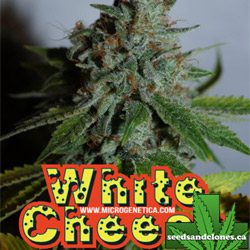 White Cheese Seeds