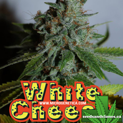 White Cheese Seeds