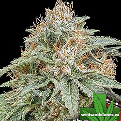 Chocolate Kush Fast Seeds