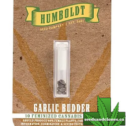 Garlic Budder Seeds