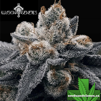 Steel Grape Feminized Seeds