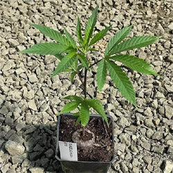 Tangelo Kush Clones