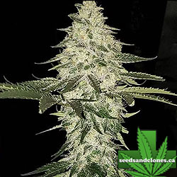 Planet of the Grapes Auto Seeds