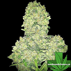 Alien Otto Autoflower Seeds