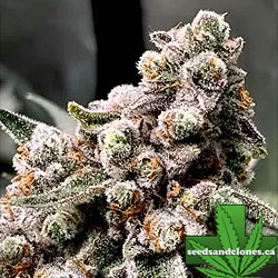 Kush Babies 2.0 Seeds