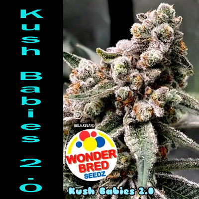 Kush Babies 2.0 Seeds