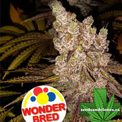 MAC Alien Babies Seeds