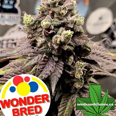 Sharpie Breath Seeds