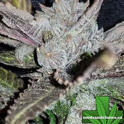 Black Cherry Punch Seeds