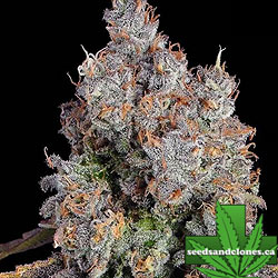 Candy Games 25 Seeds