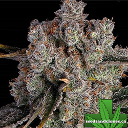 Candy Games 38 Seeds