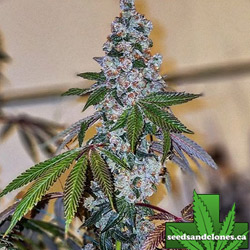 Cherry Pie OG Seeds