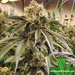 Dirty Banana Fast Seeds