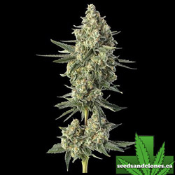 Downtown Haze Seeds