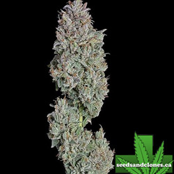 Easy Button Auto Seeds