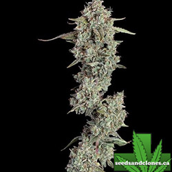 Everglades OG Auto Seeds