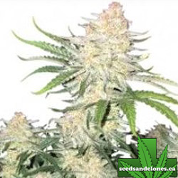 Frostbanger Auto Seeds