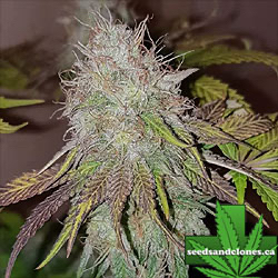 Fruity Clones